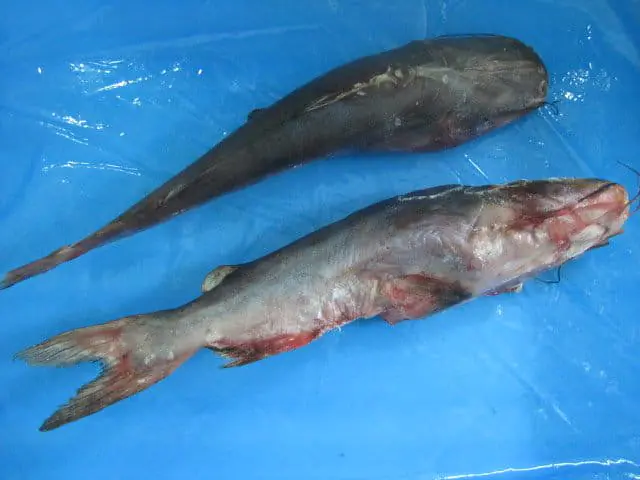 Smoked Sea Catfish Steaks Per kg. 5kg - Master