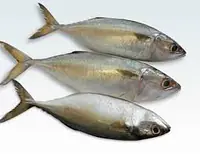 Mackerel Per Box 25kg. - Master