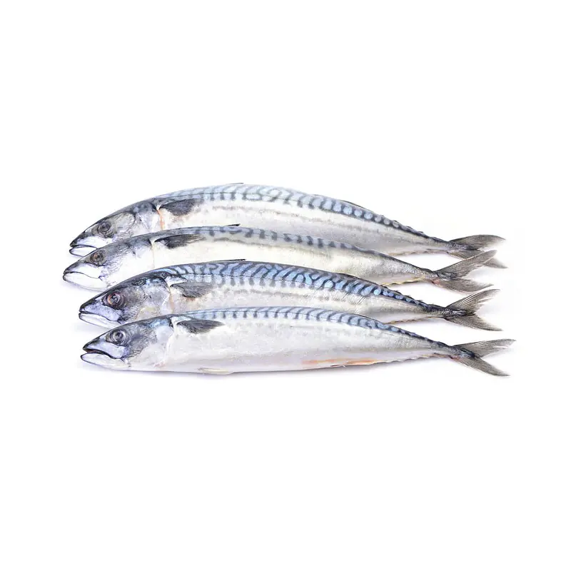 Mackerel Per Box 20kg. - Master