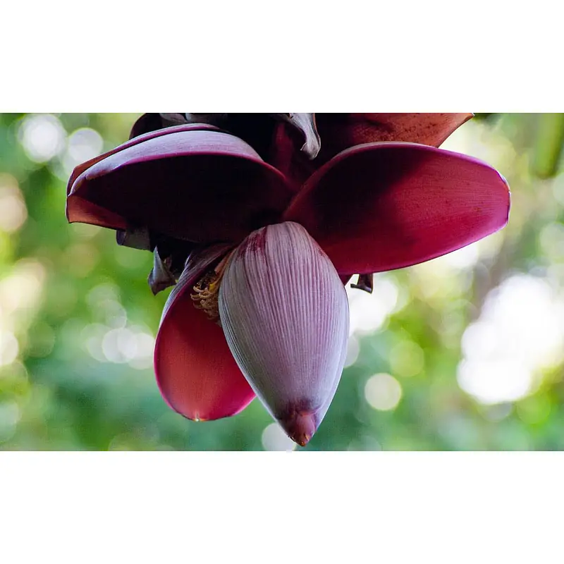 Banana Flower Per kg. - Master
