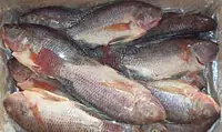 Tilapia Per Box - Master