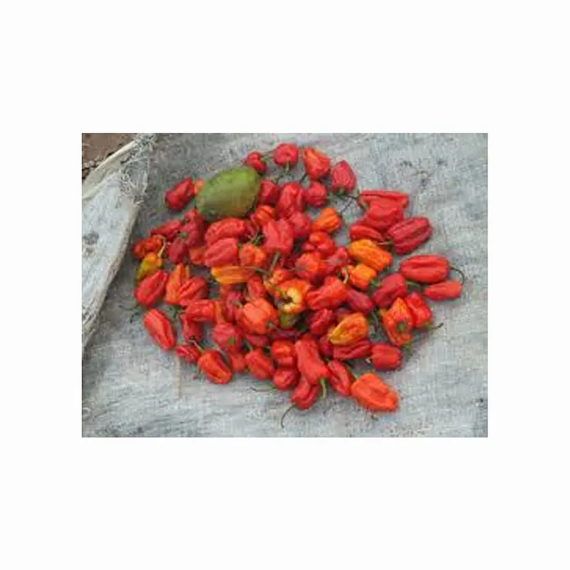 Pili Pili  Per Kg. - Master