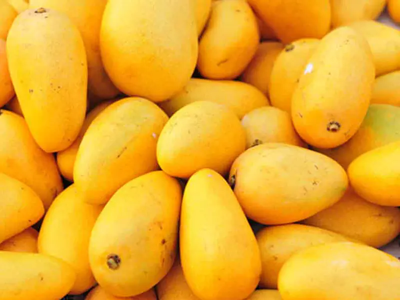 Mango Honey Pakistan - Master