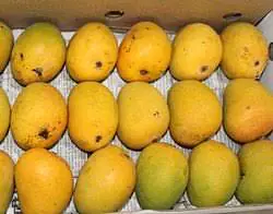 Mango Alphonso Ahmed Per box - Master