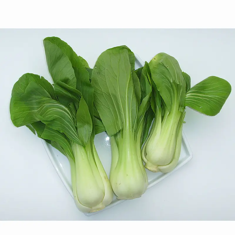 Pak Choi - Master