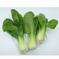Pak Choi - Master