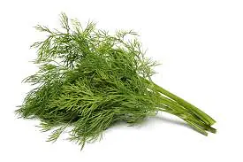 Dill - Master