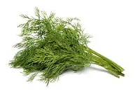Dill - Master