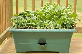 Spinach Per Tray - Master