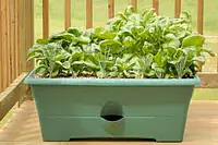 Spinach Per Tray - Master