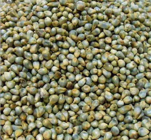 Bajra Seed 25kg - Master