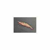B/T Shrimp EP 8/12 1Kg - Master