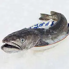Merluza per box 21kg.Espagne - Master