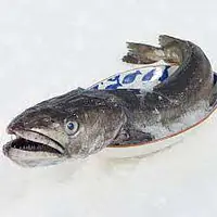 Merluza per box 21kg.Espagne - Master