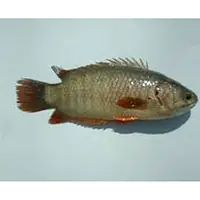 Koi Per Pkt. - Master