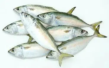 Indian Mackerel Per Kg. - Master