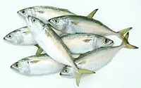 Indian Mackerel Per Kg. - Master