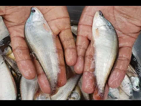 Desi Puti Fish Per Pkt. - Master