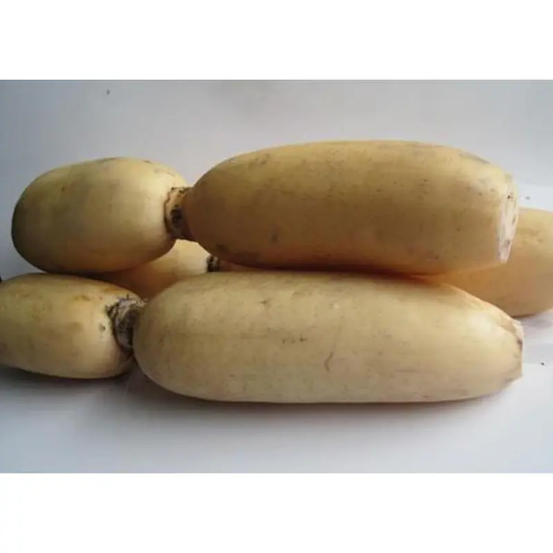 Lotus Root Per Kg. - Master