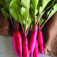 Radish Promo - Master