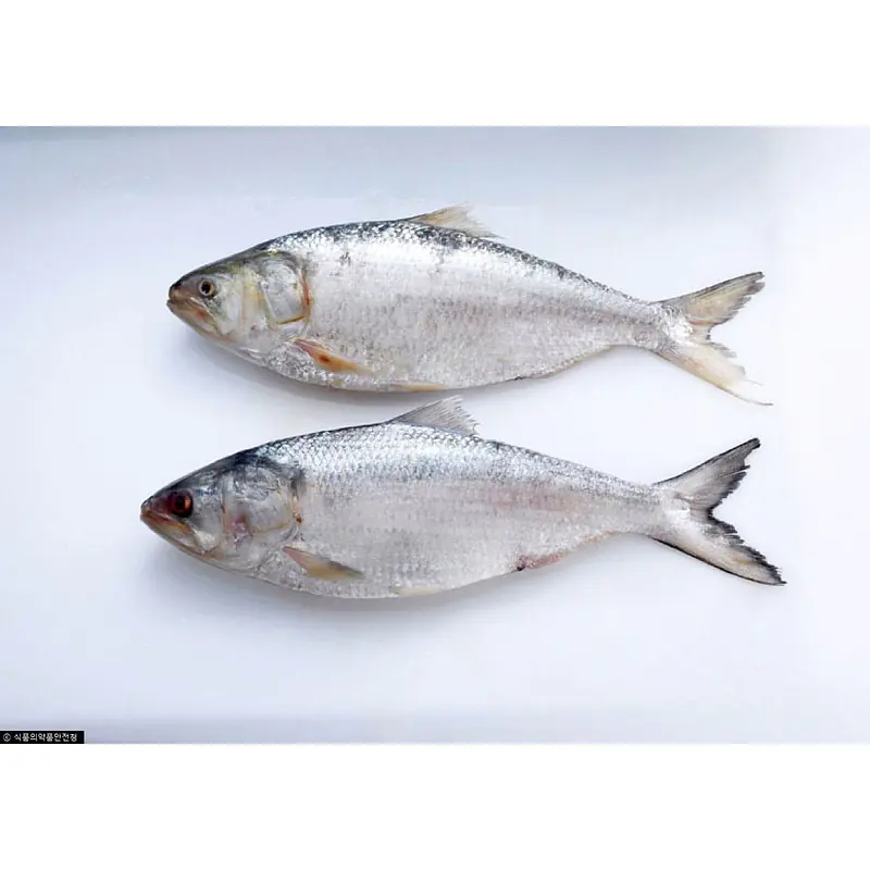 Hilsa Bel Per Kg. - Master
