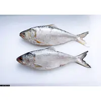 Hilsa Bel Per Kg. - Master