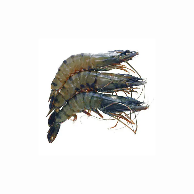 B/T Shrimp P&D 16/20 1Kg - Master
