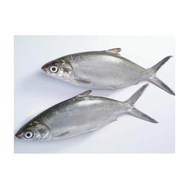 Milk Fish Per Carton 10kg. - Master