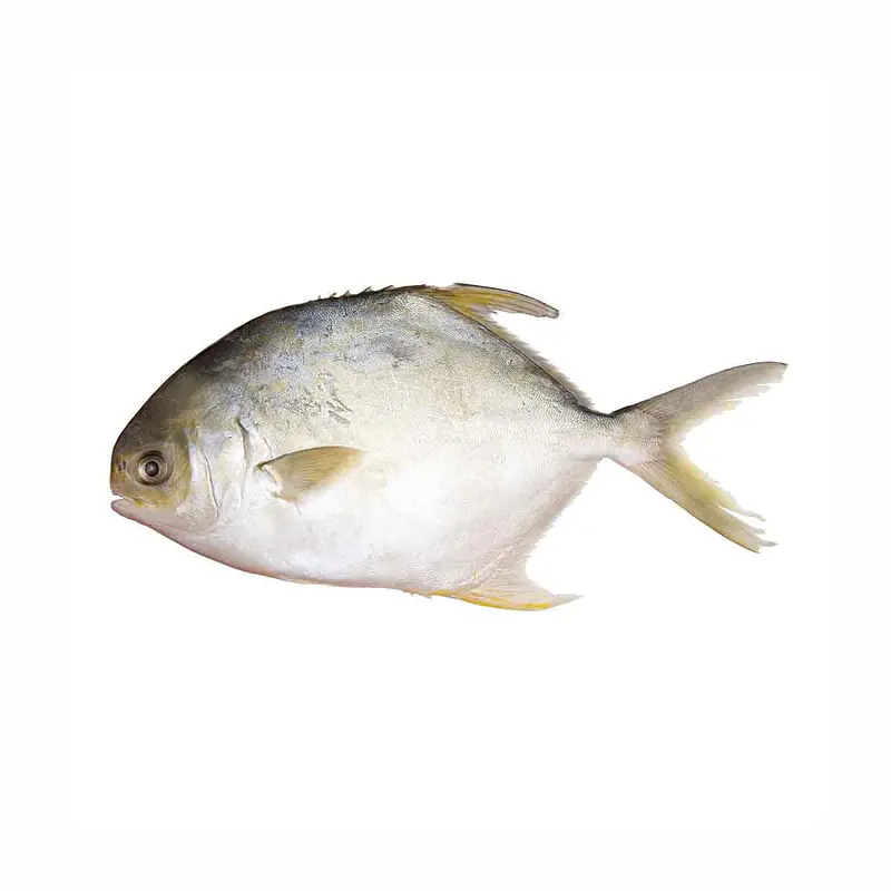 Gold Pomfret 400-600g - Master