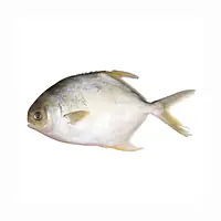 Gold Pomfret 400-600g - Master