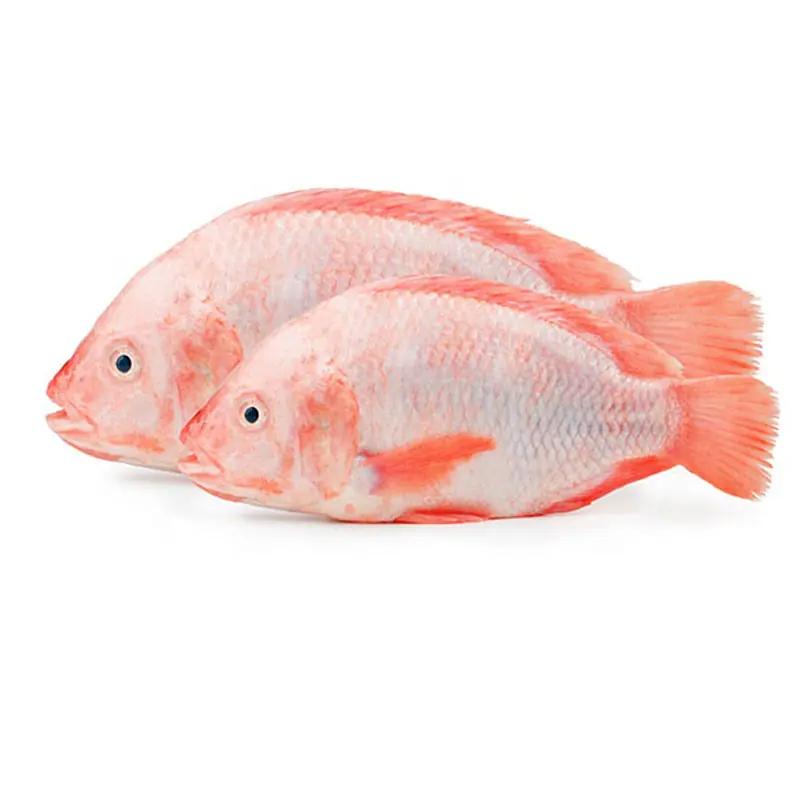 Tilapia Red 550-750g Per Kg. - Master