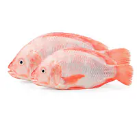 Tilapia Red 550-750g Per Kg. - Master