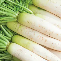 Radish Per kg. - Master