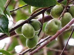 Jolpai Per kg. - Master