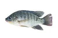 Tilapia XL Per Box - Master