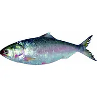 Koi, Pabda Per Pkt - Master