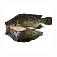 Tilapia Per Kg 800+ As - Master