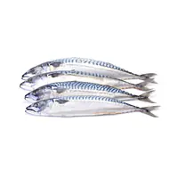 Mackerel Per Box 20kg. - Master