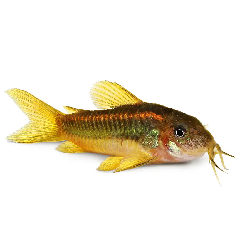 Catfish Small - Master