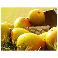 Mango Kesar Kaybee Per Box - Master