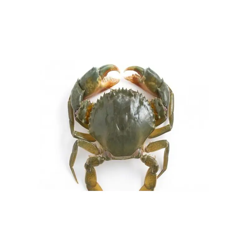 Madagascar Crab 1 Kg. - Master