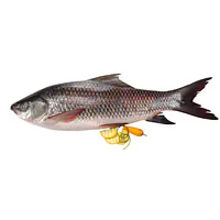 Rohu Fish Per Kg - Master