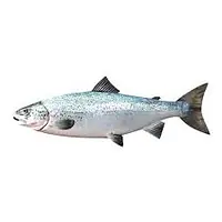 Smoked Mackerel double pack 10kg. - Master