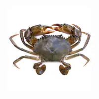 Crab 1 Kg - Master