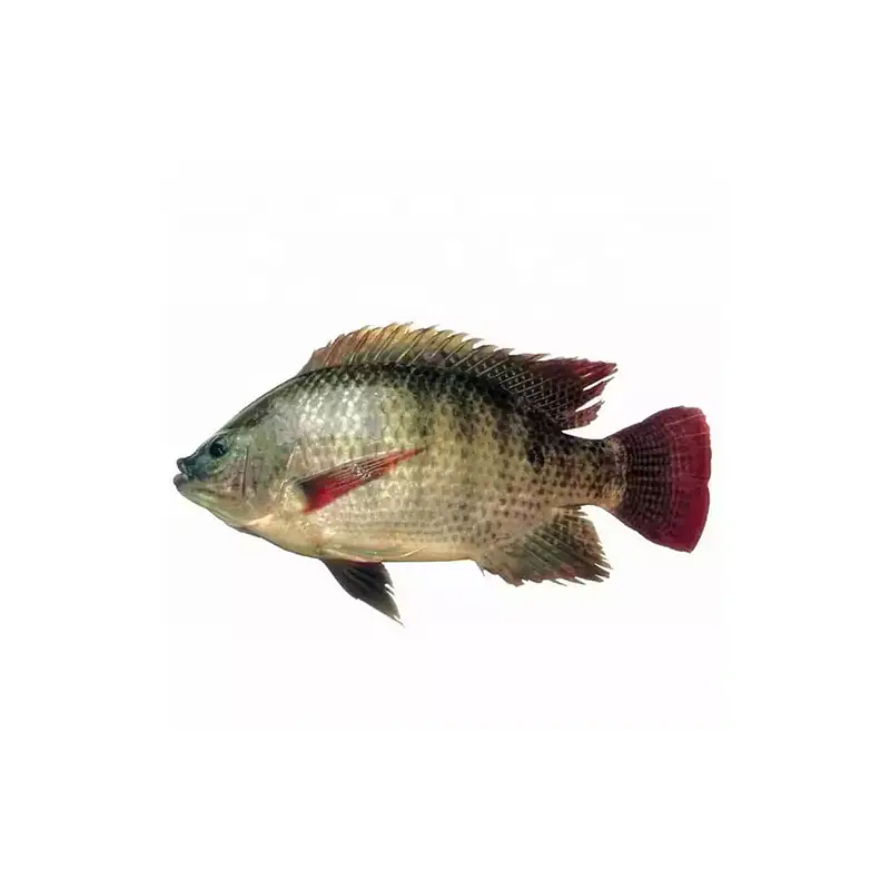 Tilapia Red Per Carton 4kg. - Master