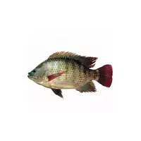 Tilapia Red Per Carton 4kg. - Master
