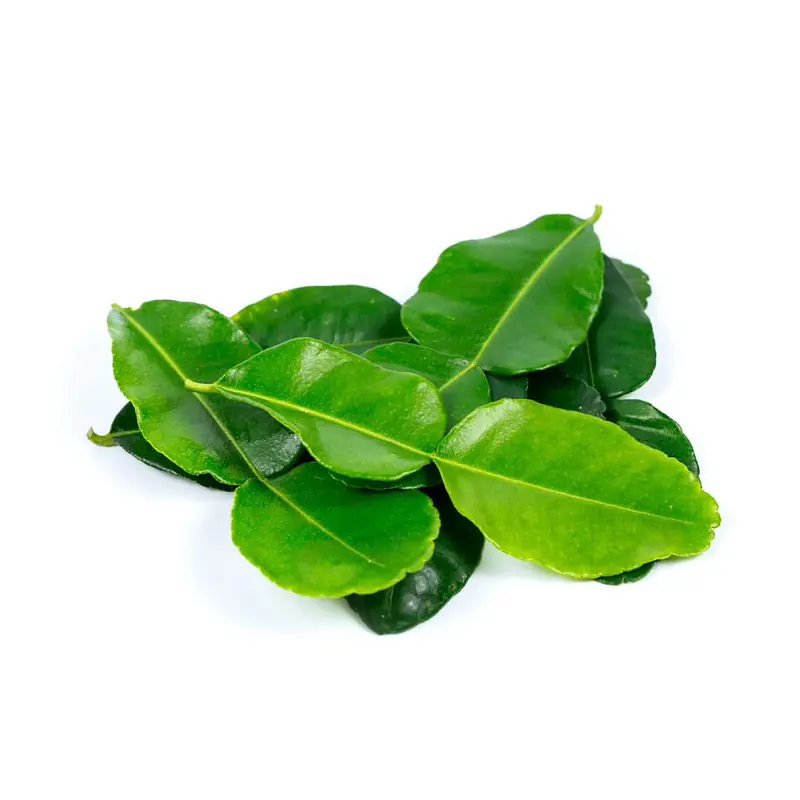Lime Leaf - Master