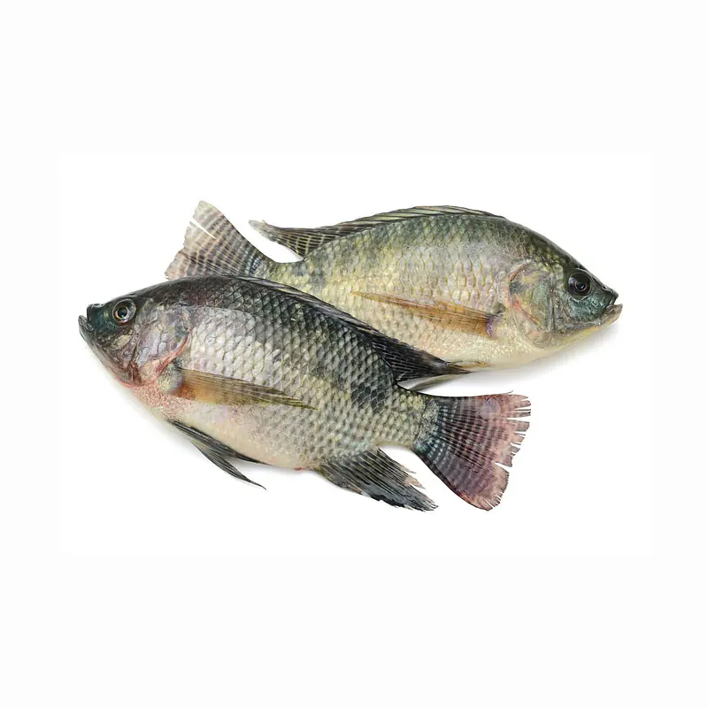 Shing fish Per Pkt. - Master