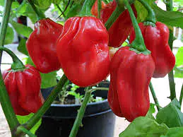 Uganda Chilly Per KG. - Master