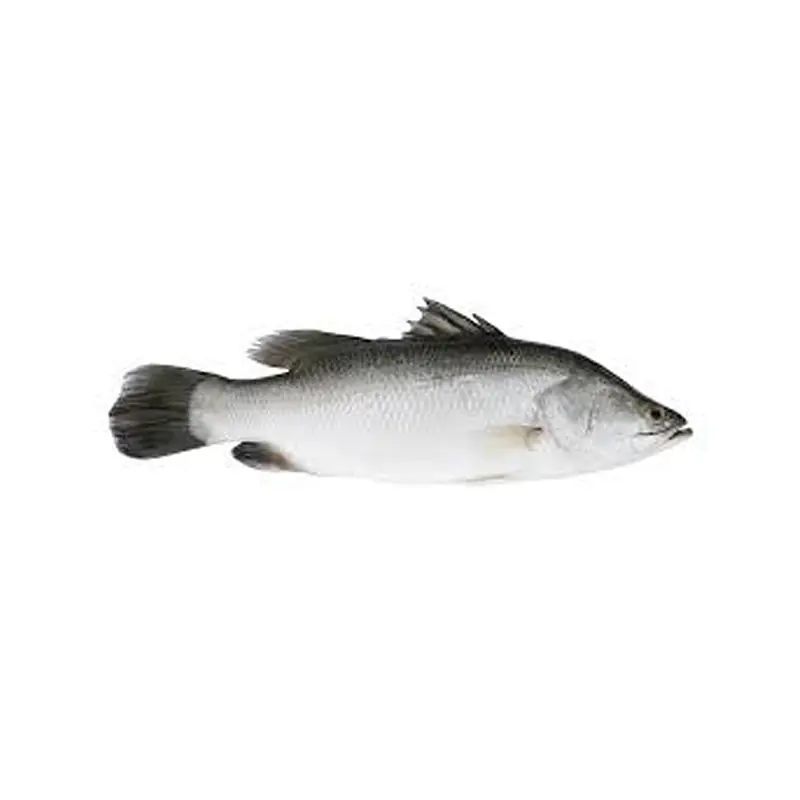 Baramundi per kg - Master